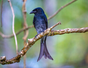 White-bellied drongo