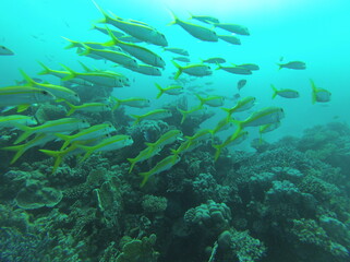Fototapeta na wymiar Underwater inhabitants of the Red Sea