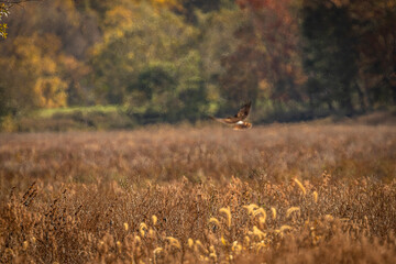 Abstract of a Northern Harrier flying over the marsh
