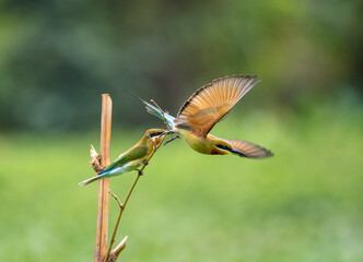 Blue-tailed bee-eaters