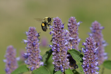 Bumblebee in flight to flower