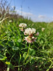 flower of a clover in the field 