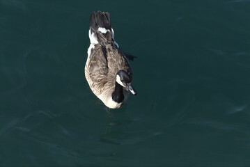 A curious Canada Goose (Branta canadensis) all alone