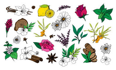 Herbal Tea vector set. Hand drawn sketch illustration. Doodle color plants