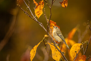 Ruby-crowned Kinglet perched on a tree branch