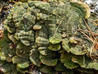 mushrooms growing on a fallen tree trunk. parasitic fungus on the tree