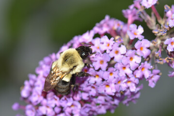A large Bumblebee (Bombus) at rest on a garden flower