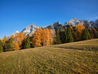 Naklejka premium Autumn foliage in the woods at the foot of Monte Cristallo, overlooking the Belluno Dolomites, Cortina d'Ampezzo, Veneto, Italy, Europe. 