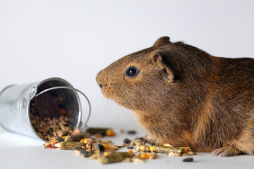 Cute little brown guinea pig nibbles pet food on white background. Domestic guinea pig. Guinea pig eats dry grain feed.