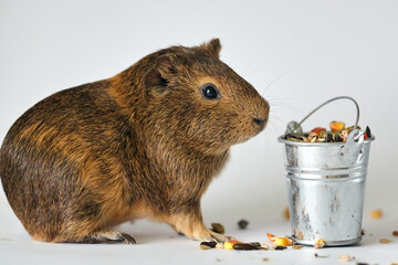 Cute little brown guinea pig nibbles pet food on white background. Domestic guinea pig. Guinea pig...