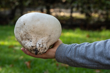 Calvatia gigantea, commonly known as the giant puffball mushroom displayed in hand, selective focus