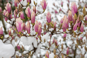 unexpected cold snap. Snow on flowering trees, magnolia flowers in the snow