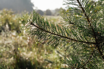 Pine tree branches with cobweb