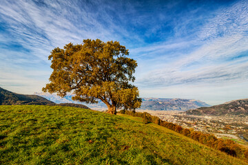 Pressembois France 11 2021 photo of the oak of Venon this tree of more than 300 years is labeled remarkable tree of France