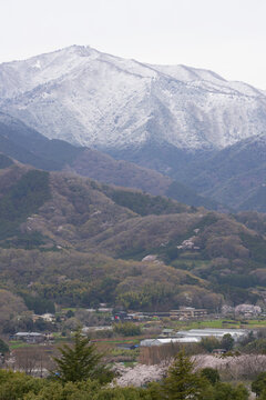 Cherry blossoms are blooming at the foot of Mt. Ooyama covered with light snow