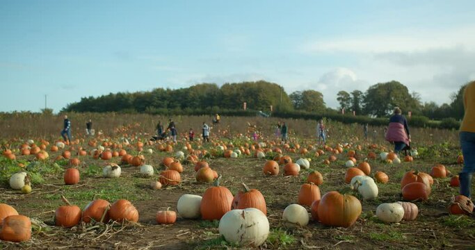 Mum Carries Pumpkins and a 4-Year-Old Son on Wheelbarrows | The Action Takes Place On a Pumpkin Farm | 4K, 12 bit video sources: bmd raw