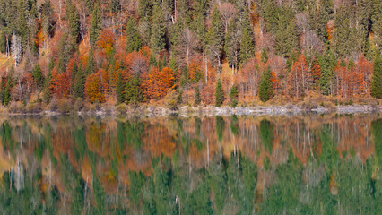 Herbstbäume spiegel sich im See