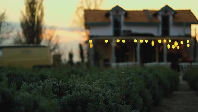 faded lavender and village house at sunset