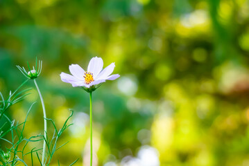 秋の庭園で　色とりどりで美しいコスモスの花