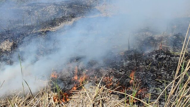 Fire in the spring. Suffocating smoke, fire