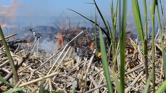 Strong fire in the spring. Fire and ashes, fire