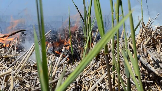 Smoke and wind. Fire in the spring