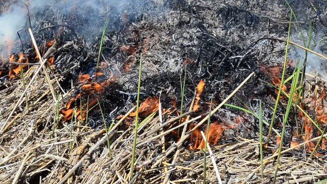 Fire in the field. Hot spring