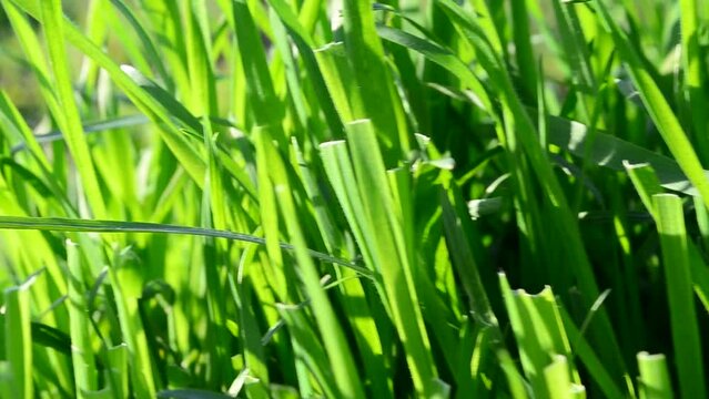 Shooting in the evening. Grass in the spring