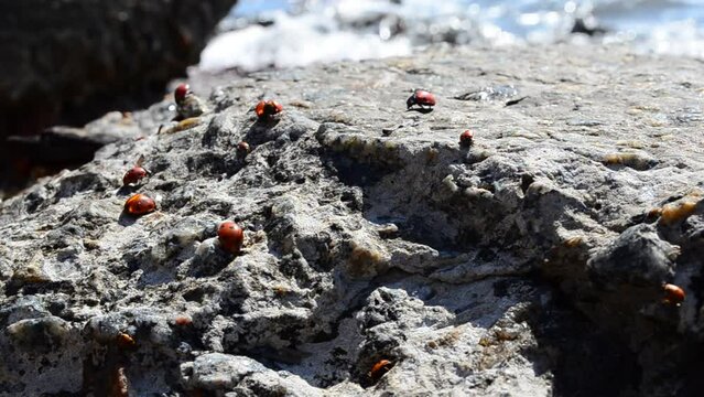 Ladybugs on a stone. Against the sea