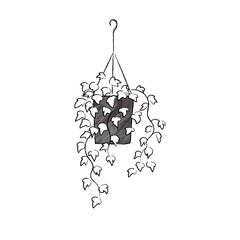 つる性のインテリアグリーン　ヘデラ