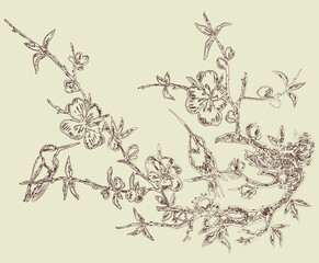 Contour drawing of two hummingbirds on branch blossoming cherry tree