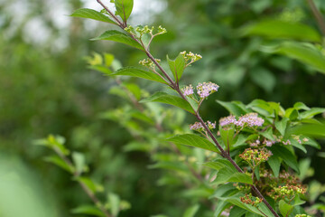 Obraz premium 秋葉原のビルの間で見つけたピンクのムラサキシキブ(6月)