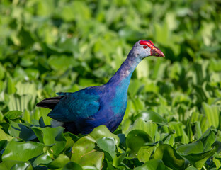 Purple swam hen 