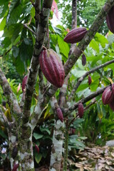Kakao Baum