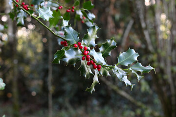 branche de houx avec ses baies rouges dans la forêt. arrière plan avec du bokeh. pour décoration de noël