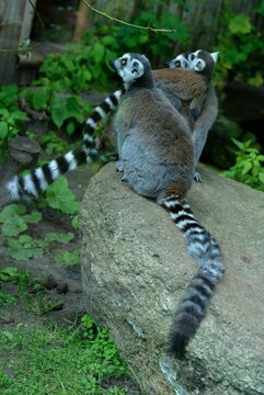 Lemurs playing on the stone, vertical