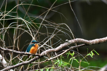 メジャーな野鳥