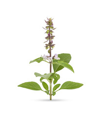 Fresh herbs. Green basil Isolated on transparent background (.PNG)