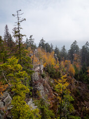 Autumn forest in the mountains.