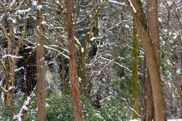 Beautiful winter landscape. The snowy forest. Coniferous and deciduous trees.