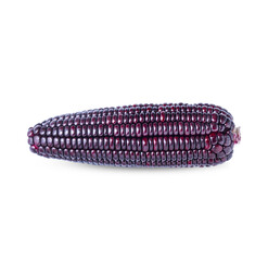 Siam Ruby, Queen or Thai red corn is sweet corn that can be eaten fresh and has a crispy sweet taste isolated on transparent background (.PNG)