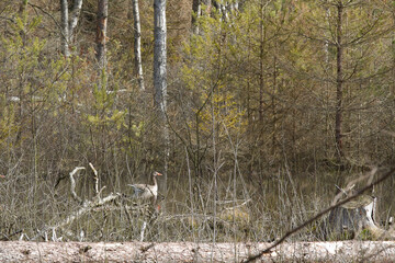 Forest in Denmark north form copenhagen