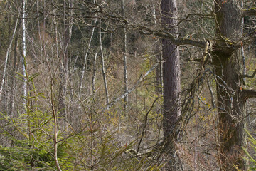 Forest in Denmark north form copenhagen