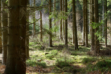 Forest in Denmark north form copenhagen