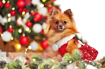 Spitz in Christmas dress against decorated Christmas tree at white background