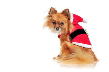 View from back of a sitting spitz wearing Santa dress