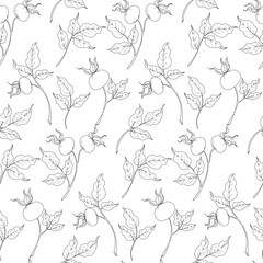 vector seamless pattern line art of leaves and berries, wild rose