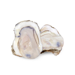 Oyster isolated on transparent background (.PNG)