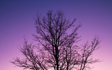 silhouette of a tree in the sunset