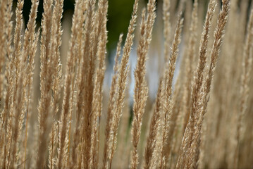 Grass seed heads in late afternoon